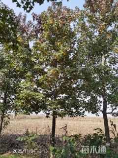 12公分北美枫香