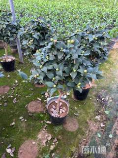 高度300厘米山茶花