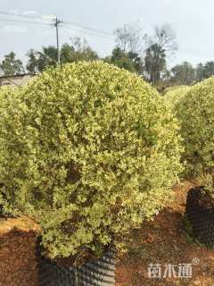 冠幅100厘米银姬小蜡球