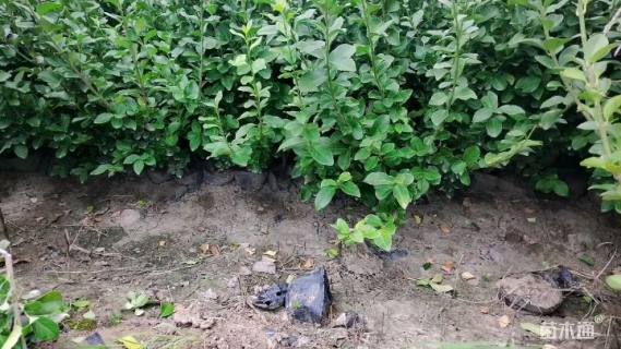 冠幅20厘米卫矛球