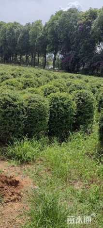 冠幅80厘米火棘球