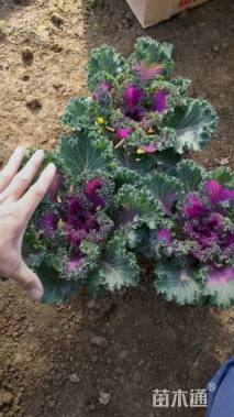 高度20厘米羽衣甘蓝