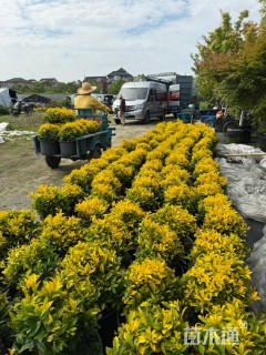 高度100厘米黄金枸骨