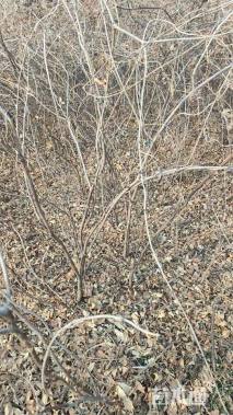 300厘米多花紫藤