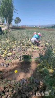 高度60厘米沙棘