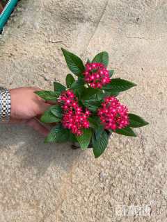 高度15厘米五星花