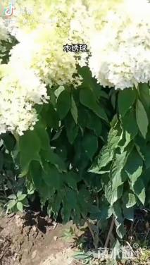 高度50厘米大花水桠木