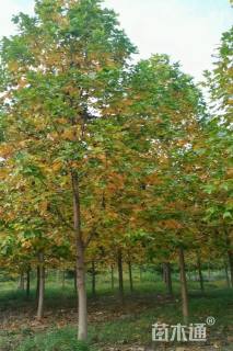 12公分杂交马褂木