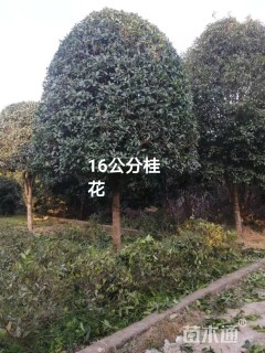 16公分桂花