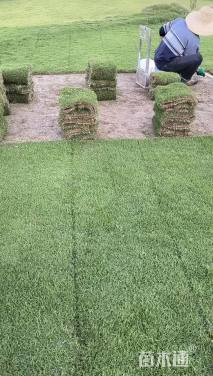 草卷状马尼拉草