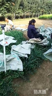 主蔓长35厘米小叶扶芳藤
