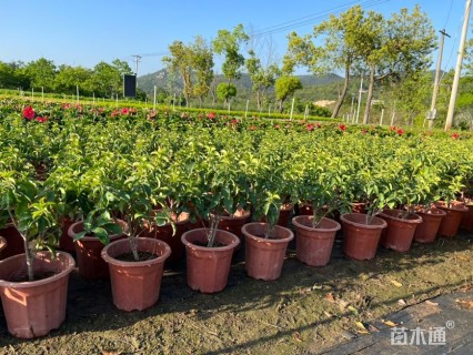 高度40厘米狗牙花