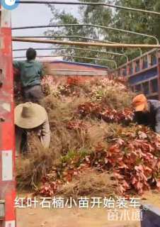 高度30厘米红叶石楠小苗