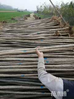 高度200厘米杜仲小苗