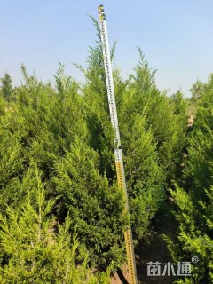 高度180厘米蜀桧