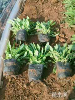 高度30厘米假龙头