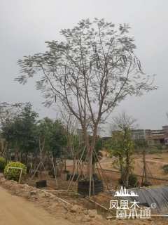 20公分凤凰木