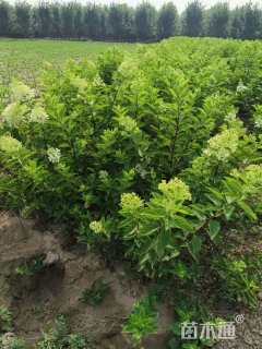 高度50厘米绣球