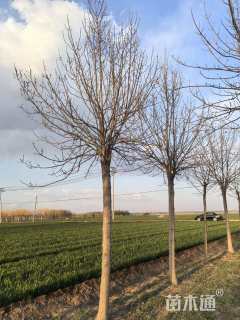 12公分金叶白蜡