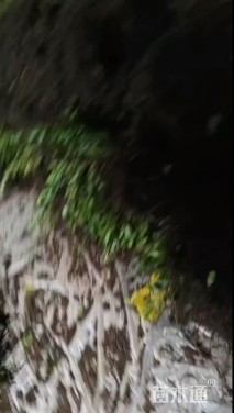 高度30厘米小叶蚊母