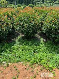 冠幅80厘米红叶石楠球