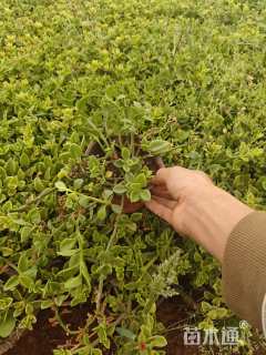 美丽日中花种子