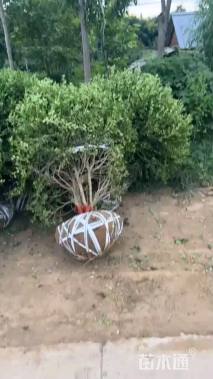 冠幅80厘米大叶黄杨球