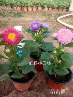 25厘米翠菊