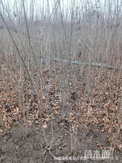 高度50厘米水腊