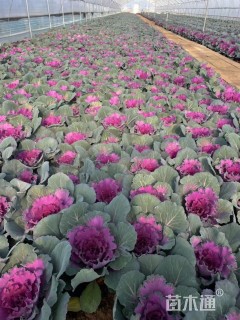 高度10厘米羽衣甘蓝