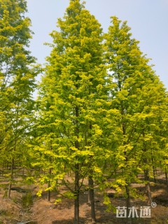 12公分金叶水杉