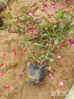 高度30厘米月季