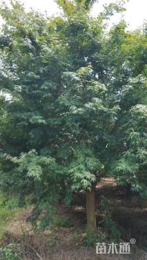 25公分鸡爪槭