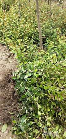 高度30厘米蚊母小苗