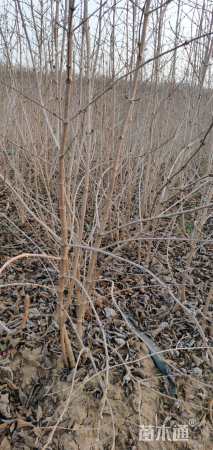 高度60厘米木绣球