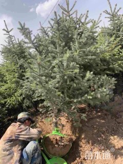 高度250厘米云杉