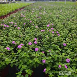 高度15厘米马缨丹