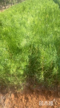 高度50厘米侧柏