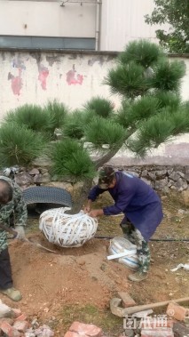 容器苗造型罗汉松