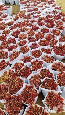 高度25厘米彩叶草