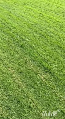 草卷状百慕大草