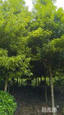 10公分金丝楠木