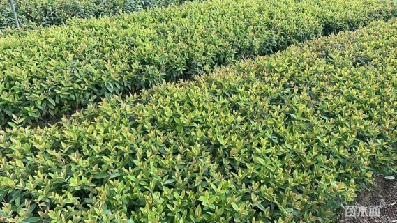 高度30厘米金丝桃