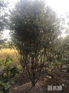 高度2500厘米嘉宝果