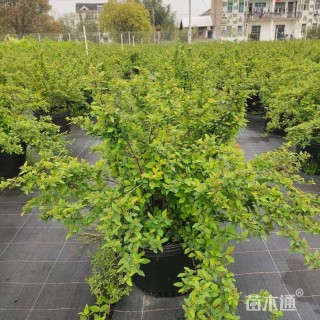 高度30厘米菱叶绣线菊