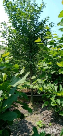 9公分白玉兰