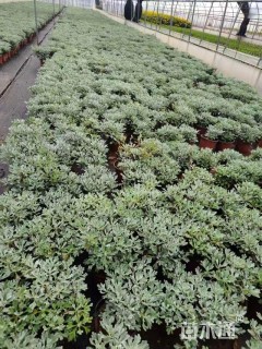 高度15厘米芙蓉菊