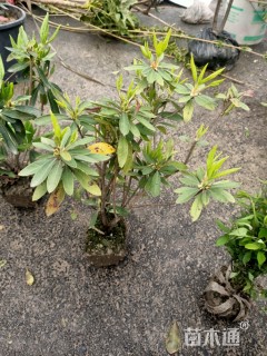 高度25厘米毛鹃