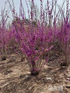 高度230厘米丛生紫荆