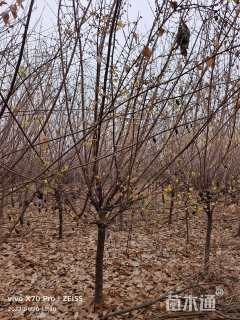 高度150厘米蜡梅